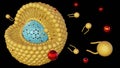 close up view of lipid bilayer-coated mesoporous silica nanoparticles