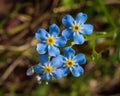 Little blue summer flowers Forget me not Myosotis scorpioides Royalty Free Stock Photo