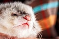 Little cute ferret face Royalty Free Stock Photo