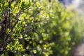 Close up view of little green plants, selective focus Royalty Free Stock Photo