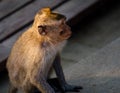 Little monkey looking with hope, side view Royalty Free Stock Photo