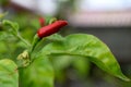 Close up view Little red paprika chili on tree