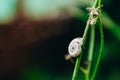 Snail on a a blade of grass Royalty Free Stock Photo