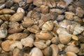 Close up view of live manila clams in water tank Royalty Free Stock Photo