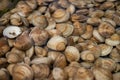 Close up view of live pasta clams in water tank Royalty Free Stock Photo