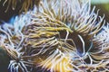 Close up view lively bright color actinia on background blue sea aquarium coral. Glass in oceanarium museum on backdrop fish