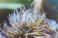 Close up view lively bright color actinia on background blue sea aquarium coral. Glass in oceanarium museum on backdrop fish, blur