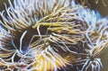 Close up view lively bright color actinia on background blue sea aquarium coral. Glass in oceanarium museum on backdrop fish, blur