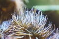 Close up view lively bright color actinia on background blue sea aquarium coral. Glass in oceanarium museum on backdrop fish, blur