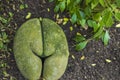 Close up view of Lodoicea maldivica sea coconut Endangered. Royalty Free Stock Photo