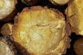 Cross section of stacked logs Royalty Free Stock Photo