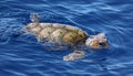 Close-up view of a Loggerhead sea turtle Caretta caretta