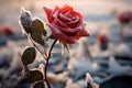 Close up view of a lone rose in a frosty and expansive field