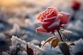 Close up view of a lone rose in a frosty and expansive field