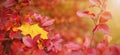 Close-up view of the lonely maple leaf on the branch with colourful leaves in autumnal park Royalty Free Stock Photo