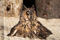 A close up view of a long eared owl