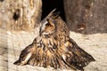 A close up view of a long eared owl