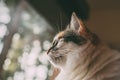 Close up view of long haired cat looking through the window. Domestic cat. Lovey tricolor cat.