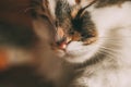 Close up view of long haired cat sleeping. Sleepy cat portrait. Beautiful long haired cat.