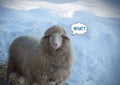 Close up view of a looking sheep in winter day. Looking cool sheep and `What?` message meme