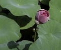 Close up view of lotus flower bud in pond Royalty Free Stock Photo