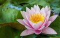 A close-up view of a lotus with pink petals and yellow stamens blooming beautifully above its leaves Royalty Free Stock Photo