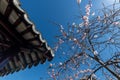 Close-up view of lovely cherry blossoms  Sakura  by a majestic Japanese architecture with traditional wooden eaves & tiled roof Royalty Free Stock Photo