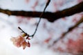 Close up view of lovely pink Sakura flowers cherry blossoms with a blurred background