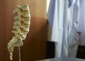 Close-up view of lumbar spine model Royalty Free Stock Photo