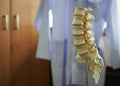 Close-up view of lumbar spine model Royalty Free Stock Photo