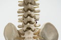 Close-up view of lumbar vertebral model Royalty Free Stock Photo