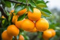 Close-up view of luscious fully ripened oranges hanging from tree branch on a sunny day