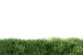 Close up view of lush green grass fresh nature isolated on white background with clipping path 3d render