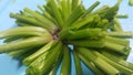 Close up view of lush green leaves base of spinach or paalak saag Royalty Free Stock Photo