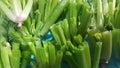 Close up view of lush green leaves base of spinach or paalak saag Royalty Free Stock Photo