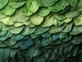 A Close-Up View of a Lush Green Spinach Leaf Arrangement Royalty Free Stock Photo
