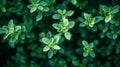 A Close-Up View of Lush Green Thyme Leaves Royalty Free Stock Photo