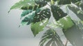 Close up view, the lush leaves come to life with an exquisite vibrancy, their verdant hues intensified by the soft, diffused light