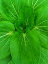 Close-up of pak choy mustard leaves