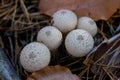 Close Up View Of Lycoperdon - Puffball Mushrooms