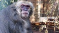 Close up view of a macaque monkey eating something at a reserve. Action. Cute monkey chewing and exploring landscape