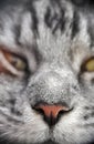 Close up macro closeup grey cat face with orange nose and crazy green eyes Royalty Free Stock Photo