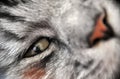 Close up macro closeup grey cat face with orange nose and crazy green eyes Royalty Free Stock Photo