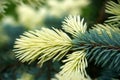 close up view macro closeup young fresh shoot of blue spruce. White colored.