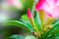 Close-up by macro lens of water drops after rain in morning on Adenium obesum buds, selective focus shot of water drop. Royalty Free Stock Photo