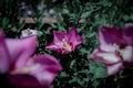 Close up view of a magenta couple of flowers Royalty Free Stock Photo