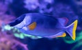 Close-up view of a Magnificient Rabbitfish Royalty Free Stock Photo