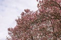 Close-up view of a magnolia tree in early spring with beautiful pink-red blossoms against the backdrop of a cloudy sky. Royalty Free Stock Photo