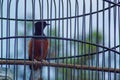 magpie in a cage Royalty Free Stock Photo