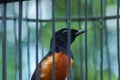 magpie in a cage Royalty Free Stock Photo